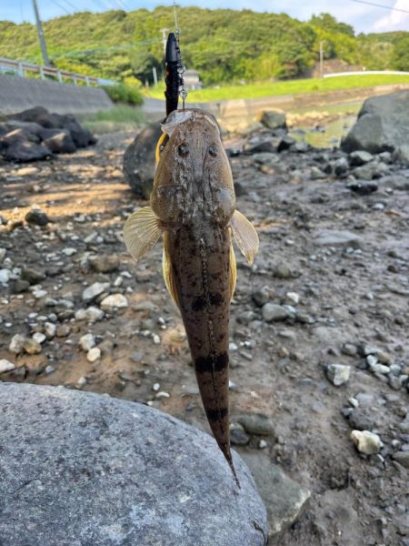 海はさっぱり釣れません。