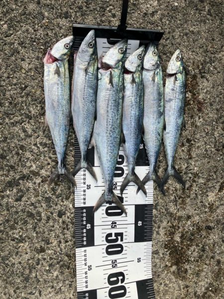 サゴシ祭りでした