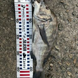 渋めもなんとか2本!