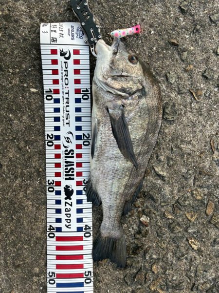 渋めもなんとか2本!