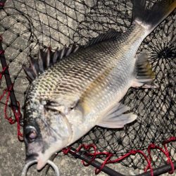 ヘチってきました