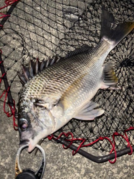 ヘチってきました