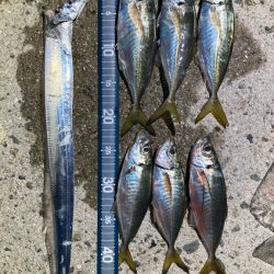 アジング>* ))))><