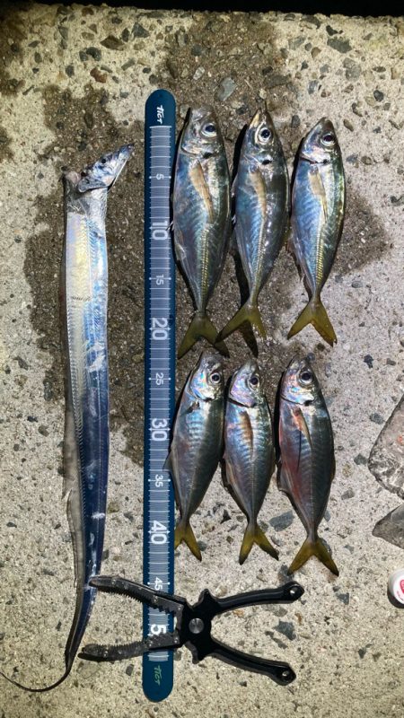 アジング>* ))))><…