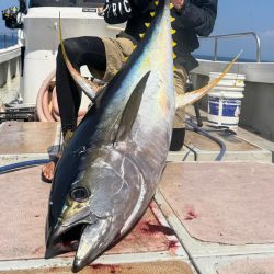 キハダキャスティング