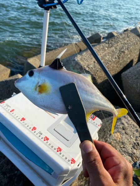 シロギスタ:大盛ポテチチャリコ