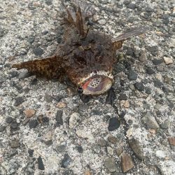 オニオコゼとキジハタ