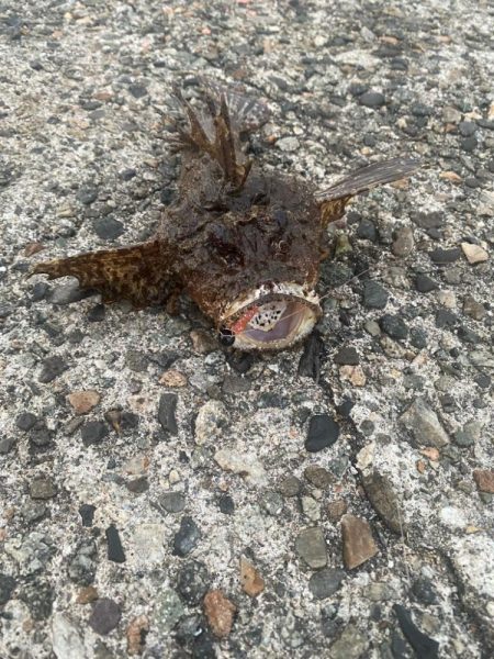 オニオコゼとキジハタ