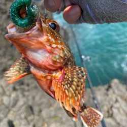 キジハタゲーム