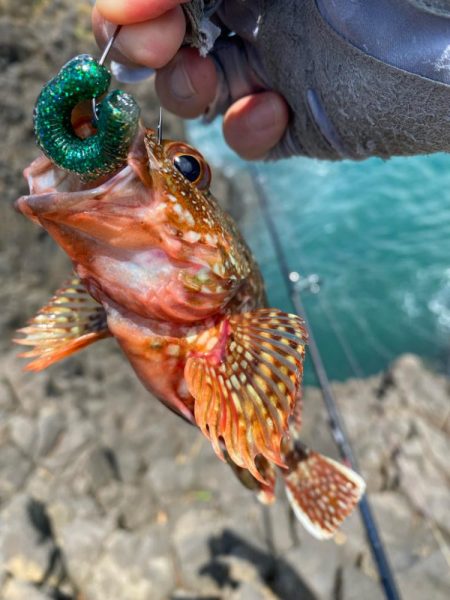 キジハタゲーム