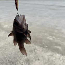 いろいろ釣れました。