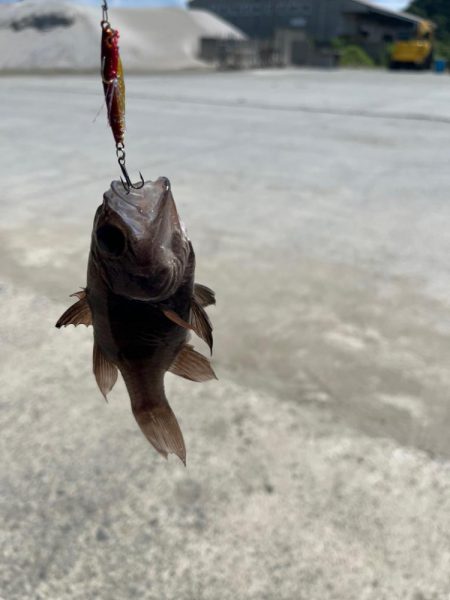 いろいろ釣れました。