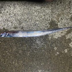 初太刀！  調査釣行