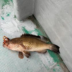 第2回イカメタル