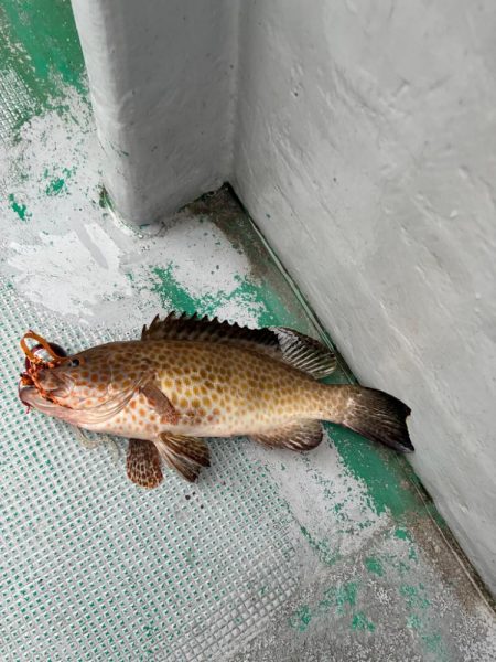 第2回イカメタル