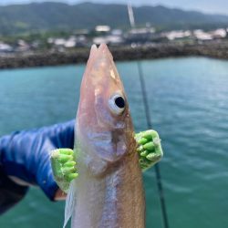 淡路マアジ〜シロギス