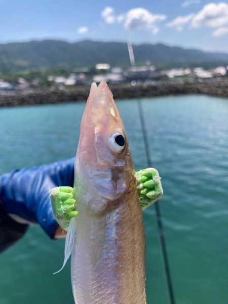 淡路マアジ〜シロギス