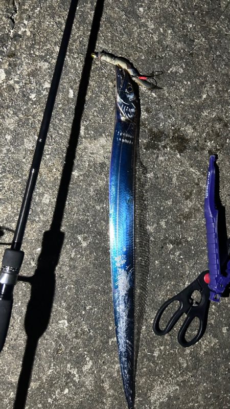 恒例淡路島タチウオ