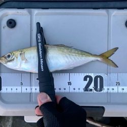 アジングつ抜け