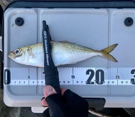 アジングつ抜け