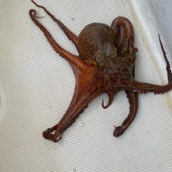 タコキロアップ