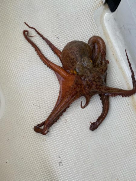 タコキロアップ