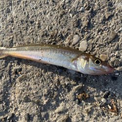 無限イワシと、キス