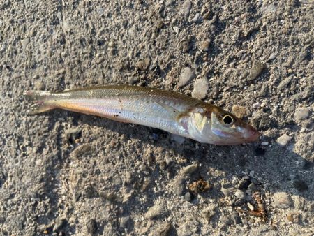 無限イワシと、キス
