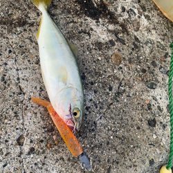 今年初のツバスと根魚