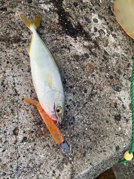 今年初のツバスと根魚