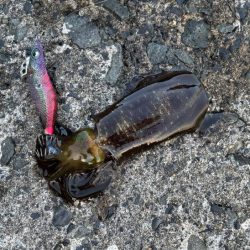 秋アオリイカ調査｜まだ早いみたいでチビが多く反応が悪いです！