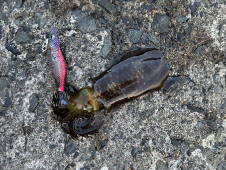 秋アオリイカ調査｜まだ早いみたいでチビが多く反応が悪いです！