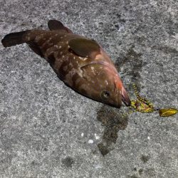 マヅメにショアラバで好調！