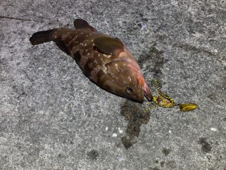 マヅメにショアラバで好調！