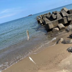 キスの群れが減って来た！