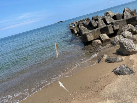 キスの群れが減って来た！