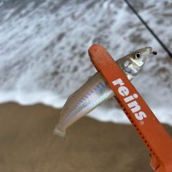 鳥取キス釣り｜荒れ気味で渋いけど小さい群れを探せば釣れる
