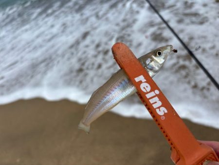 鳥取キス釣り｜荒れ気味で渋いけど小さい群れを探せば釣れる