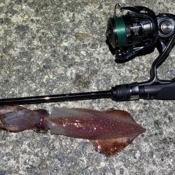 【ショアケンサキイカ釣り】更に群れが減りアタリほぼ無し状態