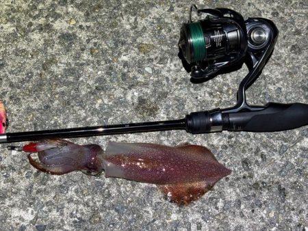 【ショアケンサキイカ釣り】更に群れが減りア…