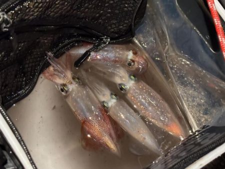 ショアケンサキイカ釣り｜群れが小さく数が少ない