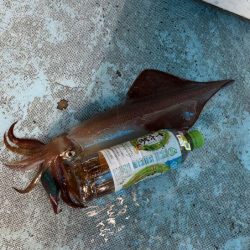 土砂降りで激渋の中竿頭ゲット！