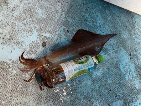 土砂降りで激渋の中竿頭ゲット！