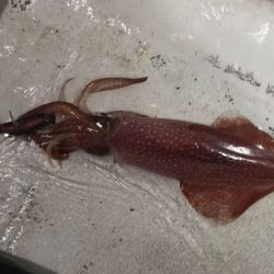 【鳥取イカメタル】今回も潮激流と激渋