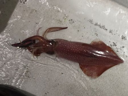 【鳥取イカメタル】今回も潮激流と激渋