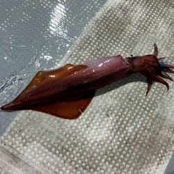 鳥取シロイカ釣り｜今シーズンラストはイマイチでした！