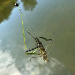 テナガエビ釣り｜潮位が低く渋い状況