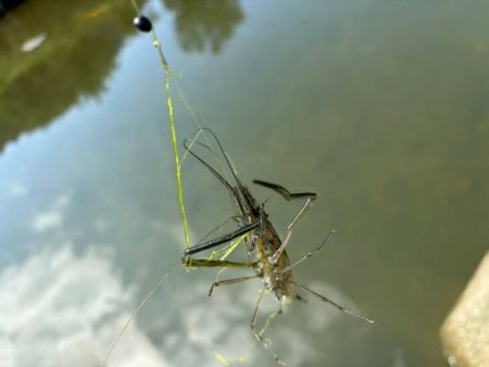 テナガエビ釣り｜潮位が低く渋い状況