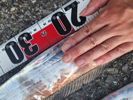 新人とベテラン