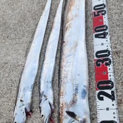 新人と大ベテラン